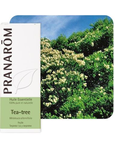 Olejek eteryczny Drzewo herbaciane / Melaleuca alternifolia 10ml PRANARÔM BIO
